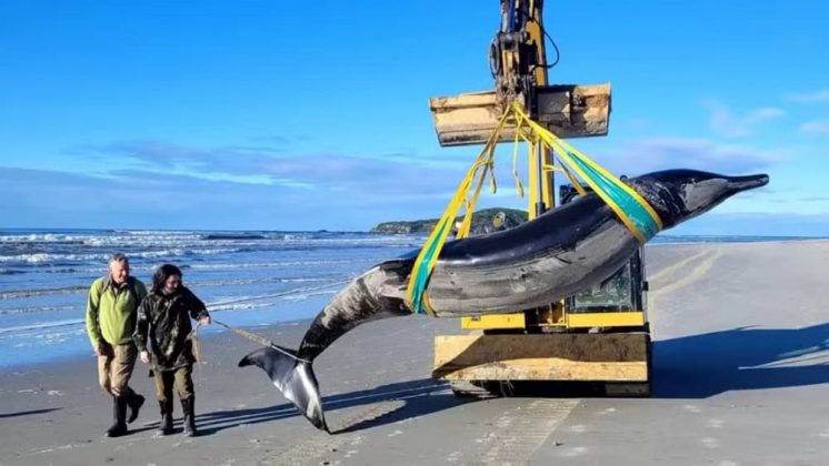 Una de las especies marinas más enigmáticas, la ballena picuda de Bahamonde (Mesoplodon traversii), fue hallada muerta en una playa de Nueva Zelanda este mes.(Imagen: New Zealand Department of Conservation)