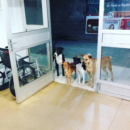 César, un hombre que vive en situación de calle, fue hospitalizado recientemente, pero lo que realmente ha conmovido a la audiencia es la devoción inquebrantable de sus cuatro perros. (Foto: Facebook)