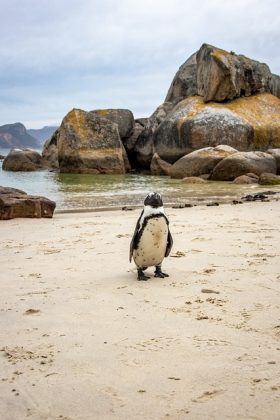 Diversas especies migran a Brasil durante el invierno, llegando incluso a Bahía. Muchas personas, al ver pingüinos en las playas, intentan ayudarlos colocándolos en el hielo. Sin embargo, esto puede ser fatal, ya que el animal podría estar exhausto y con baja inmunidad. (Foto: Pixabay)