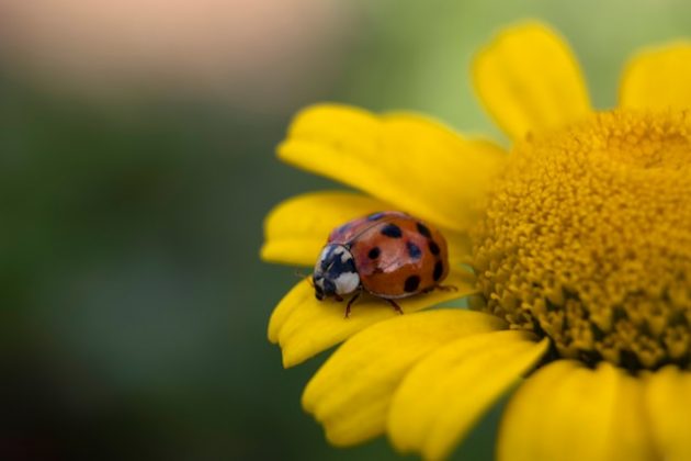 En algunas culturas, las mariquitas son símbolos de buena suerte y prosperidad. (Foto: Unsplash)