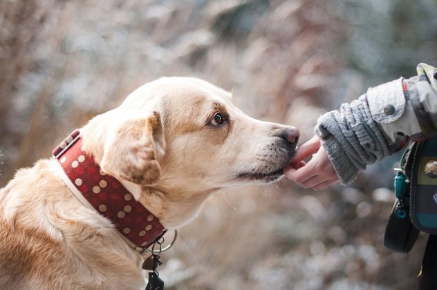 Cris destacó la dedicación de los perros y cómo se mantuvieron en espera constante, un testimonio del profundo vínculo entre César y sus animales. (Foto: Pixabay)