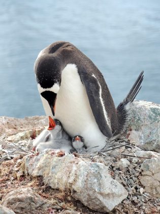 Es esencial entender que solo 4 de las 18 especies de pingüinos viven en regiones extremadamente frías.. (Foto: Pixabay)