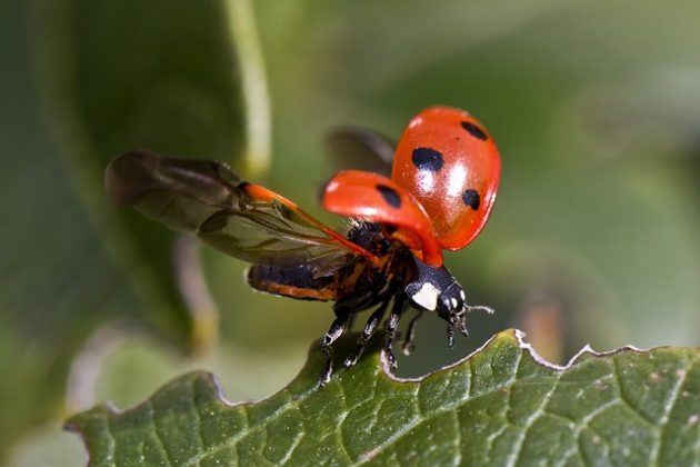 Esta hambre insaciable convierte a las mariquitas en aliadas valiosas para agricultores y jardineros que buscan métodos naturales y eficientes de control de plagas. (Foto: Pixabay)