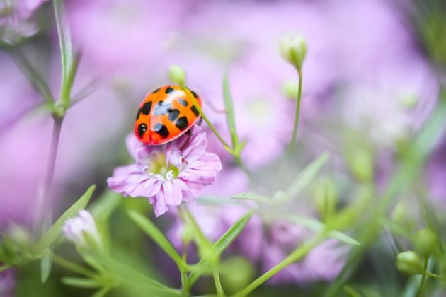 Las mariquitas pertenecen a la familia Coccinellidae, con aproximadamente 5.000 especies conocidas en todo el mundo. (Foto: Pixabay)