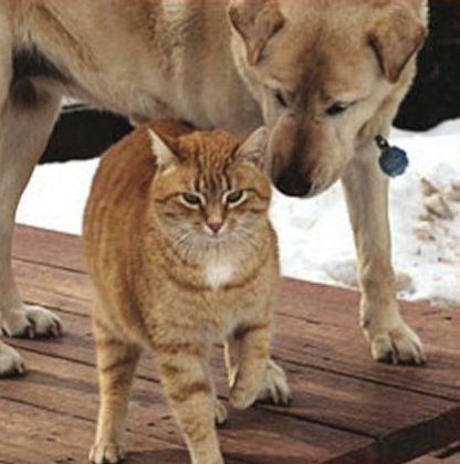 La historia de Spike y Max no solo ilustra la fortaleza del vínculo entre estos dos compañeros, sino también la capacidad del amor y la solidaridad para superar las mayores dificultades. (Foto: Facebook / Saving Grace Animal Society)