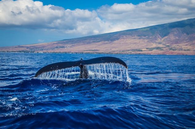 La rareza de esta ballena sugiere que las discusiones sobre los próximos pasos podrían tomar más tiempo, dada la importancia internacional del caso. (Foto: Pexels)