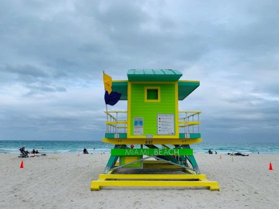 Este incidente en Miami Beach sirve como recordatorio de la rica y a veces impredecible biodiversidad de Florida, donde lo inesperado puede acechar en cualquier momento. (Foto: Pexels)