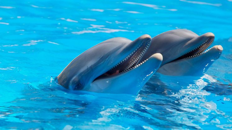 Los delfines utilizan silbidos específicos para identificarse, funcionando como nombres. (Foto: Pexels)