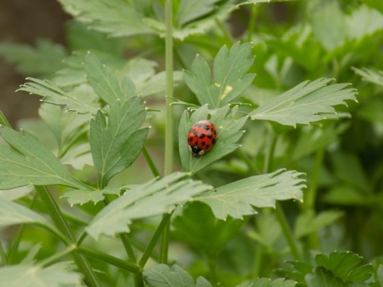 El ciclo de vida de las mariquitas es fascinante e incluye cuatro etapas principales: huevo, larva, pupa y adulto. (Foto: Unsplash)