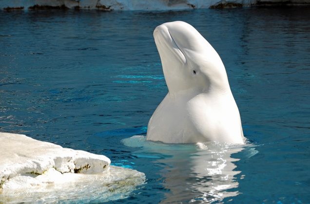 Ballena beluga (Foto: Melissa / Pixabay)