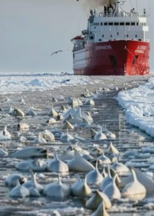 En 1985, alrededor de 2 mil ballenas belugas quedaron atrapadas en una trampa de hielo en el Mar de Bering (Foto: Instagram)