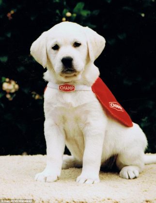 Durante años dependió de un perro guía para moverse. (imagen: Instagram)