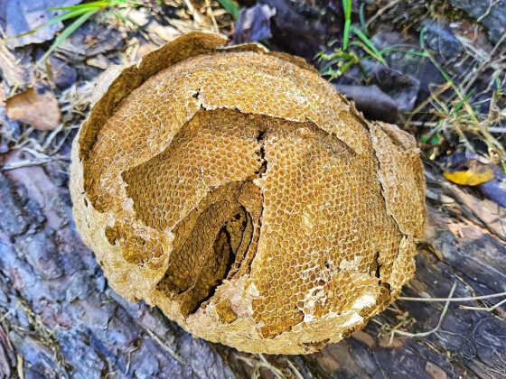 Entre triángulos, cuadrados y hexágonos, las abejas eligen la forma más práctica. (imagen: Instagram)