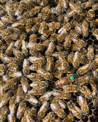 Las abejas diseñan sus colmenas utilizando hexágonos por su notable eficiencia geométrica. (imagen: Instagram)