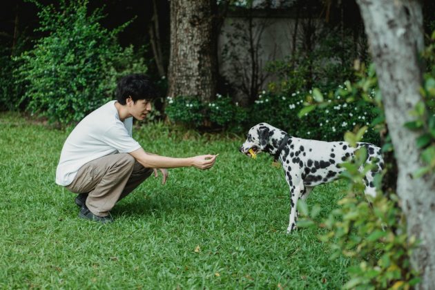 Científicos han descubierto que esta interacción puede modificar la actividad cerebral de los perros. (Foto: Freepik)