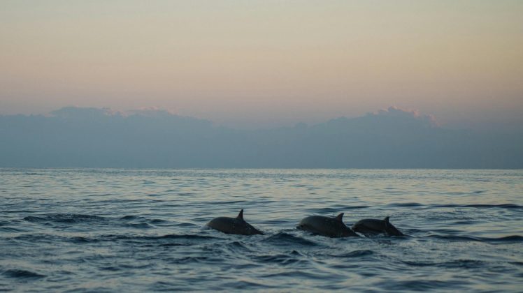 Un hombre fue rescatado por un grupo de delfines (Foto: Pexels)