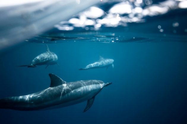 Inicialmente pensó que los delfines eran tiburones (Foto: Pexels)