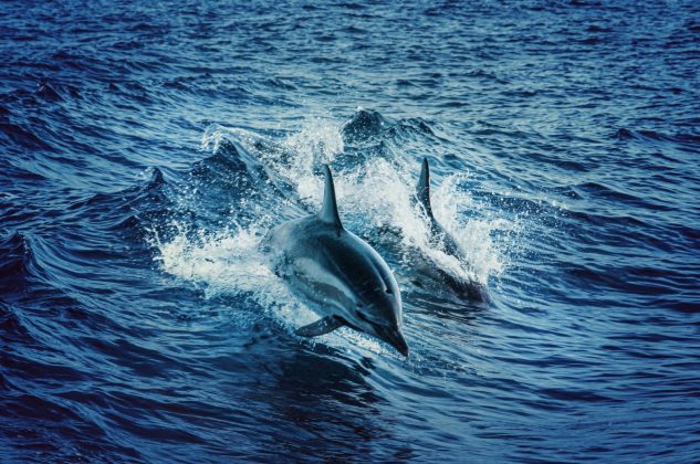 Los delfines ayudaron a Ruiari McSorley a sobrevivir en el mar (Foto: Pexels)