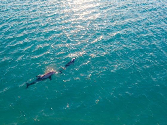 Reconoció que, de alguna manera, los delfines lo salvaron (Foto: Pexels)