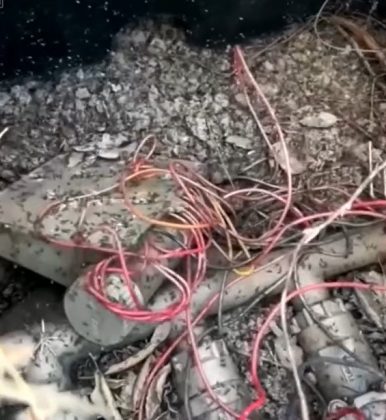 Las hormigas destruyen paredes, pavimentos y cables (Foto: Reproducción de Facebook)