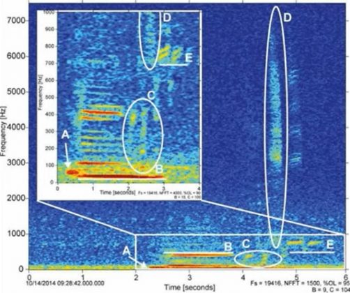 En 2014, los investigadores escucharon por primera vez el misterioso sonido (Foto Pexels)