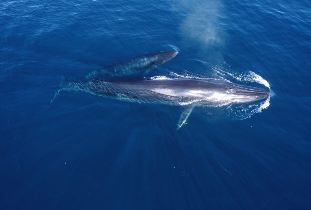 Las ballenas de Bryde se revelaron como las responsables del sonido misterioso (Foto Pexels)