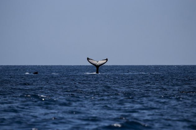 Fenómenos climáticos como El Niño afectan el nivel de conversación de las ballenas (Foto Pexels)