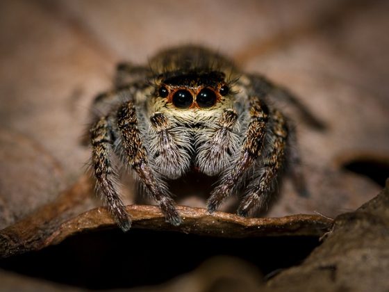 La molécula en estudio mostró ser prometedora en el combate a la leucemia. (Foto: Pixabay)