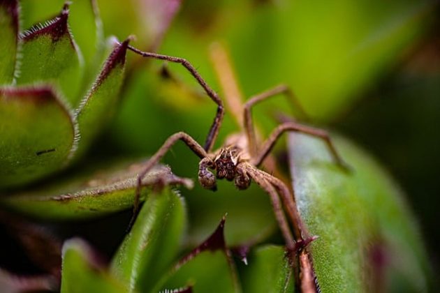 Científicos investigan el potencial terapéutico de la araña Vitalius wacketi. (Foto: Pixabay)