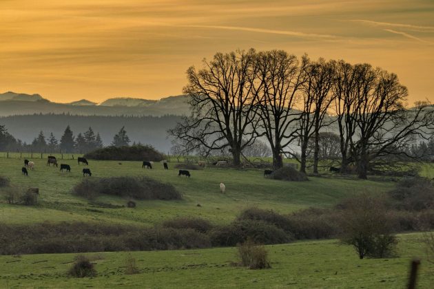 Un fenómeno desconcertante inquieta a los granjeros de Oregón: las misteriosas mutilaciones de ganado (Foto: Pexels)