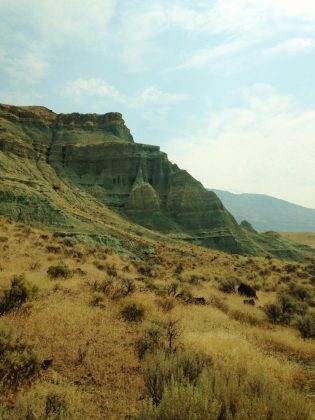 En febrero de 2022, Mat Carter halló uno de sus toros muerto en la comunidad de John Day (Foto: Pexels)